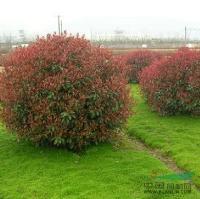 常州溧阳红叶石楠 冠幅300公分的优质苗木供应
