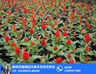 青州绿韵，苗木同行——君诚花卉专业合作社