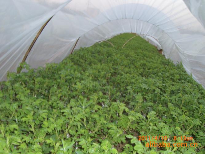 玫瑰盆栽的养护指南 从苗木选择到当年开花实操