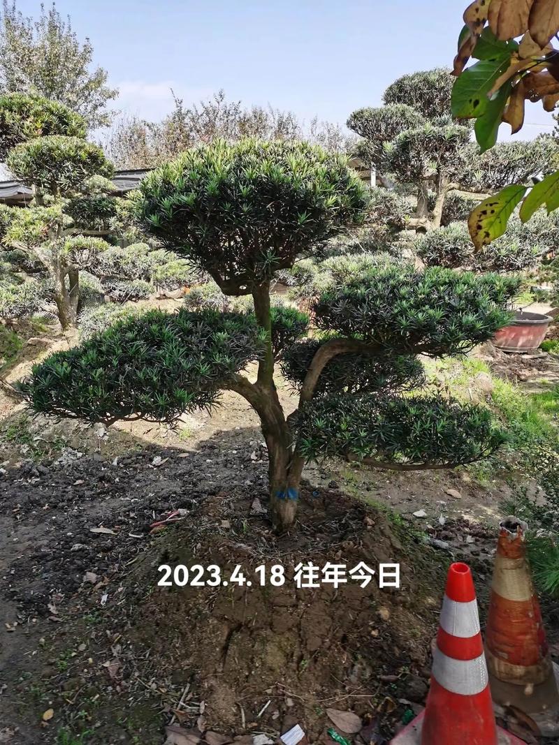 奶庙街耀新花卉苗木合作社销售精品景观树13839781090