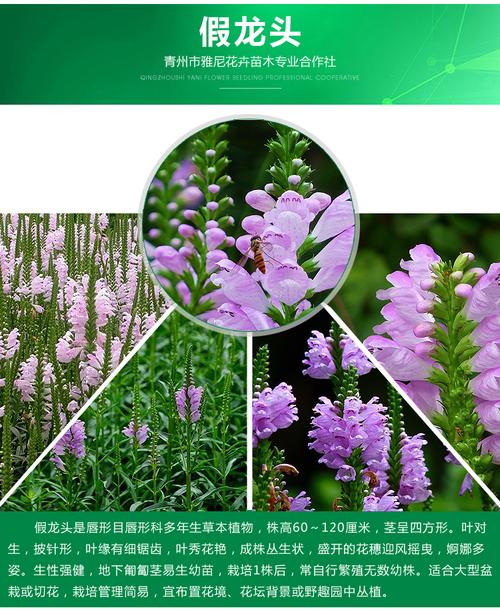 龙柏_供应产品_青州市雅尼花卉苗木专业合作社