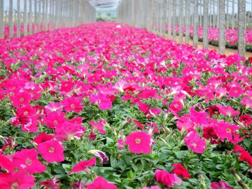 2012年最优青州草花尽在俊杰花卉苗木基地——品质与价格的双重保障