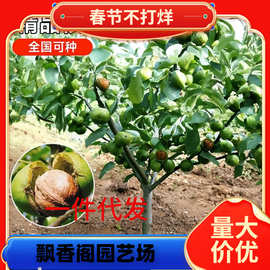 薄壳香核桃与花卉苗木的共生之美 打造绿色经济新典范