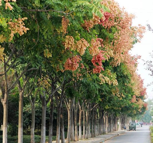 花卉苗木网